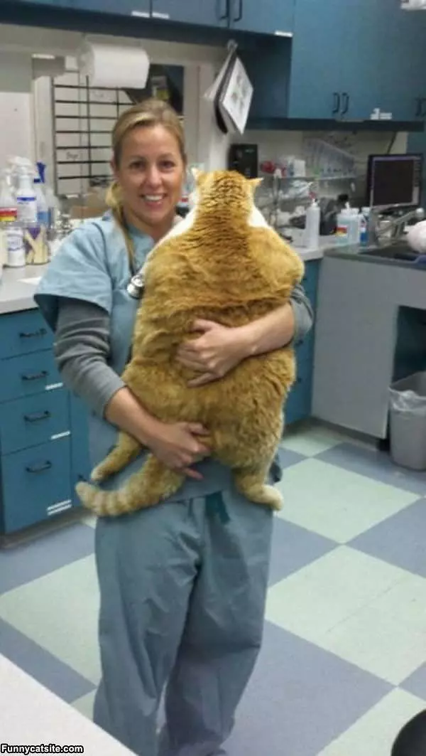 Slightly Large Cat