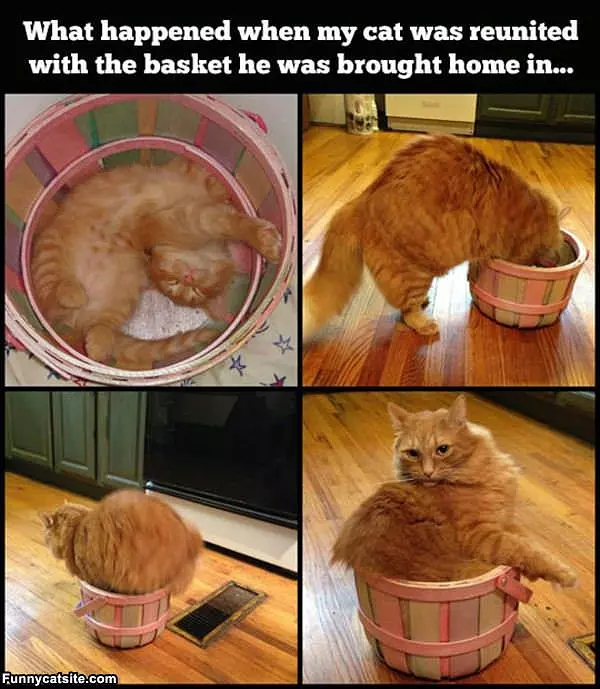 Cats Basket