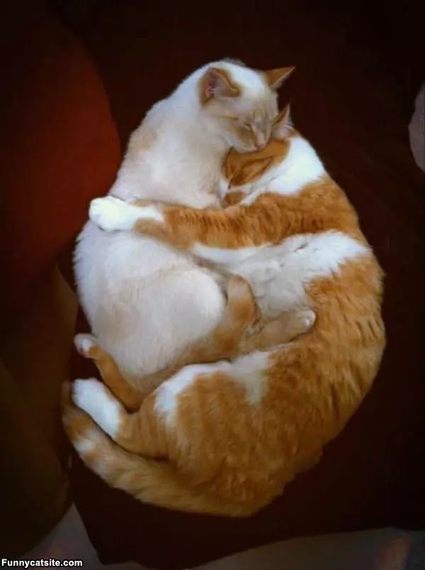 The Cat Hug