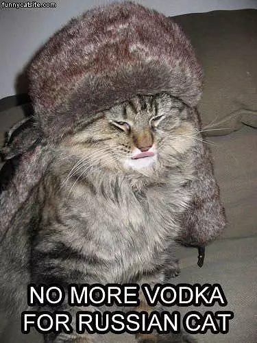 Russian Cat