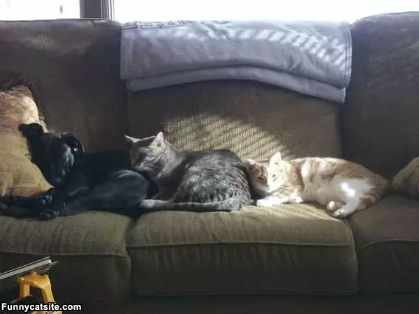 This Couch Is Full