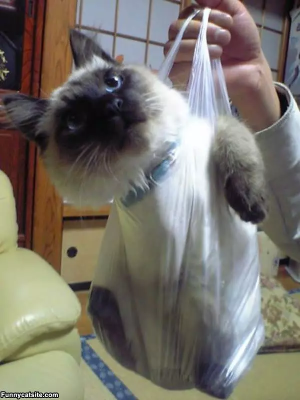 Cats In The Bag