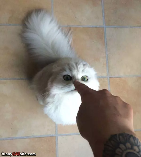 Ill Boop You Back