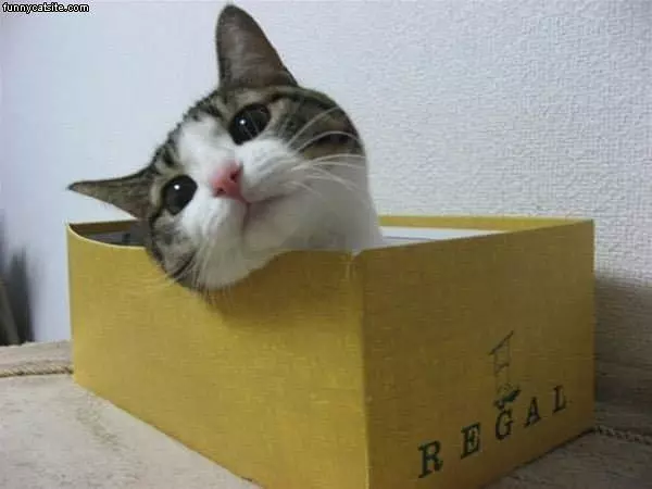 Boxes O Cat