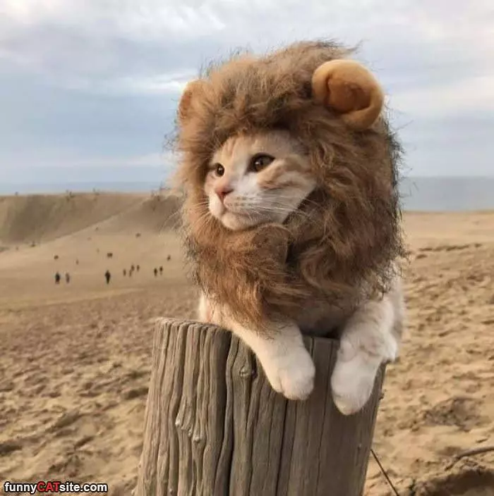 The Lion Cat