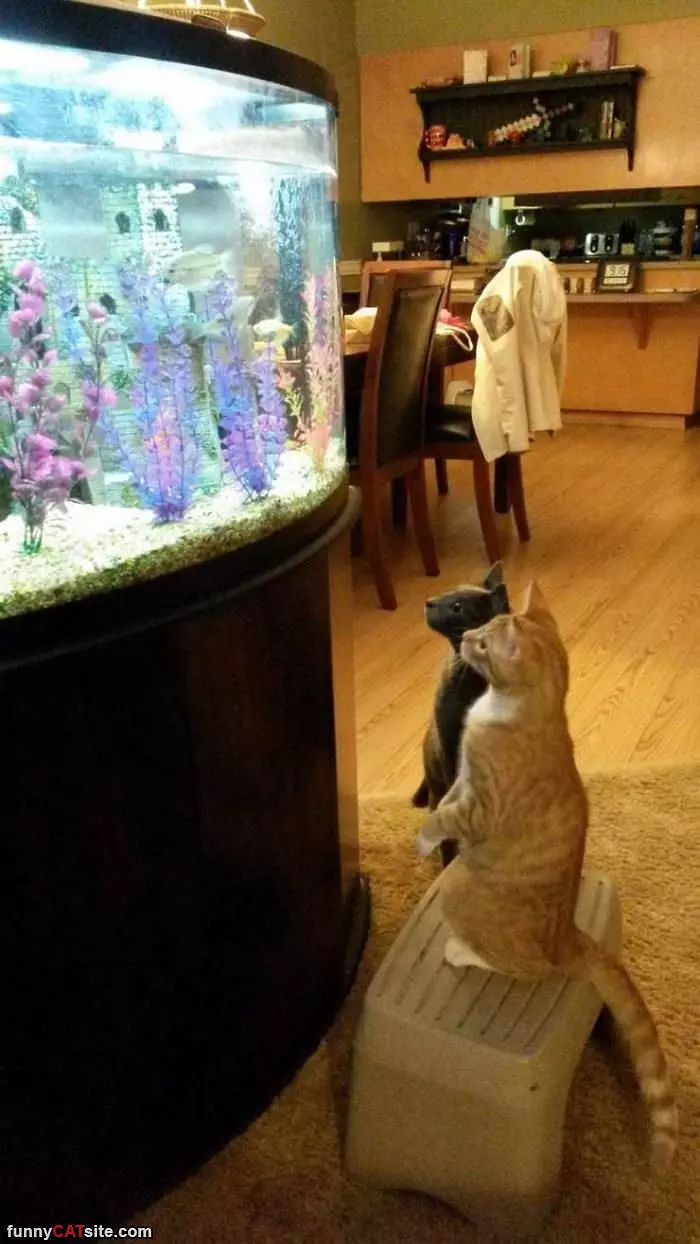 Watching The Fishes