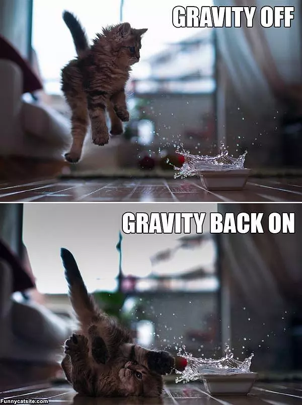 Cat Gravity