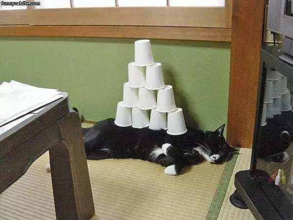 Cat Cup Pyramid
