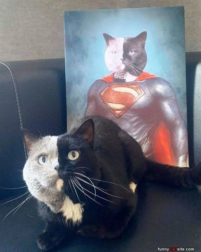 The Half Super Cat