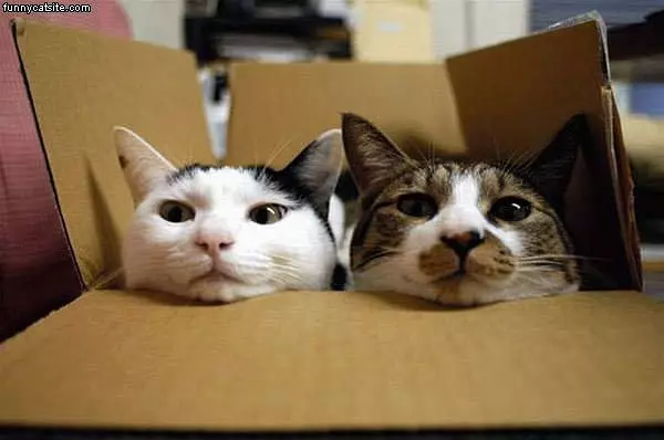 Cats In The Box