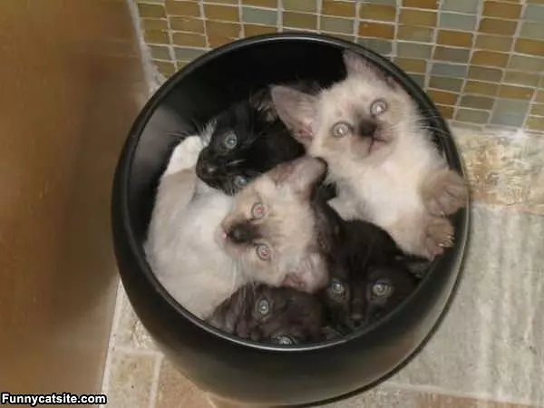 Garbage Kittens