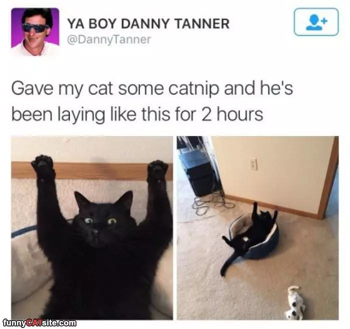 Gave Him Some Catnip