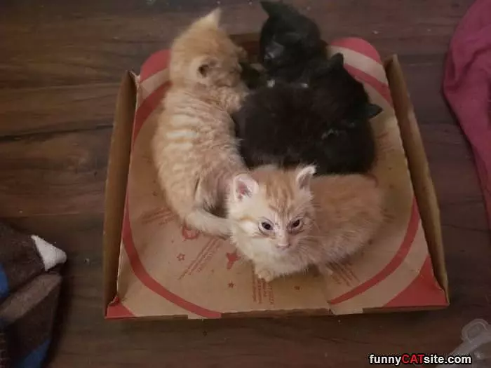 Box Of The Cats
