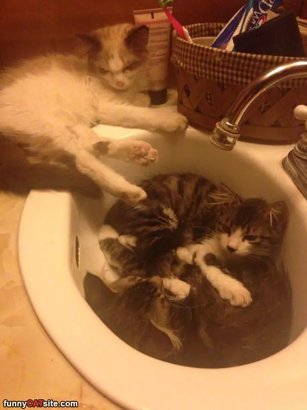 The Sink Party