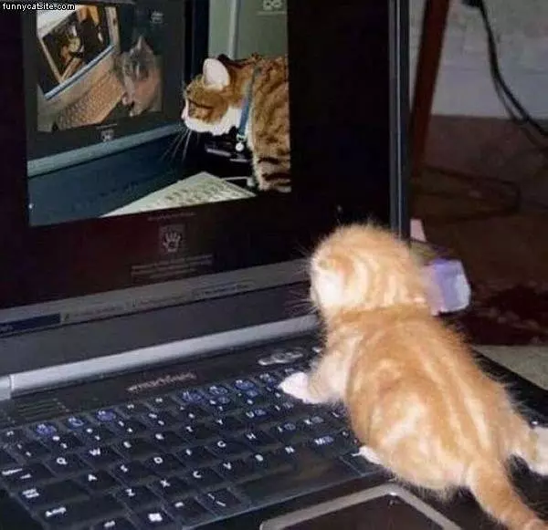 Cats Watching Cats