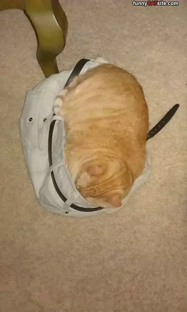 Cat In The Pants