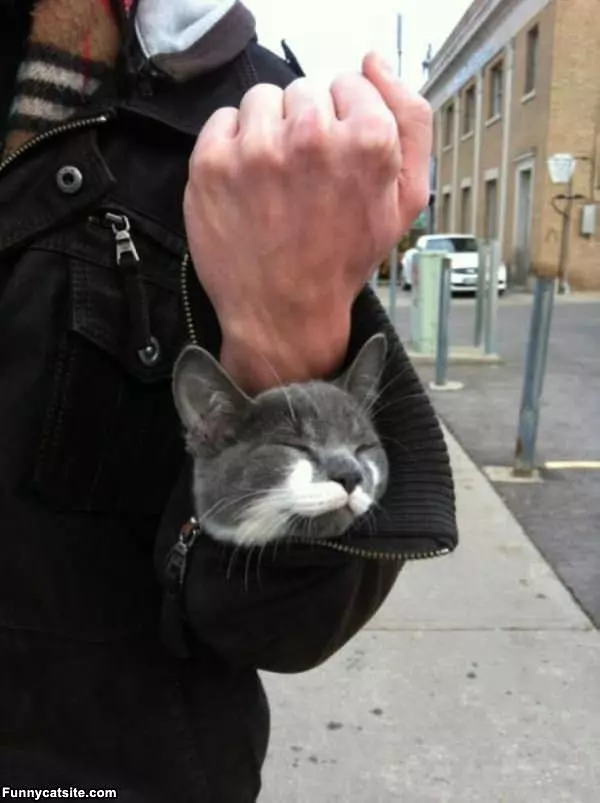 Kitten Sleeve