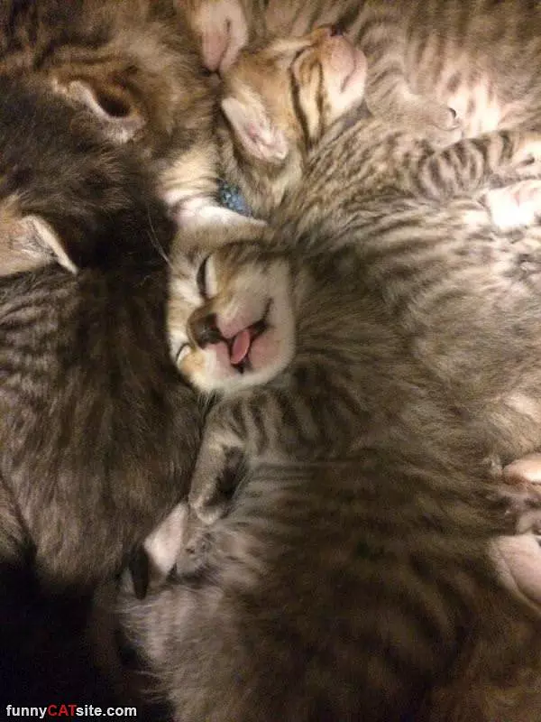 The Cat Pile
