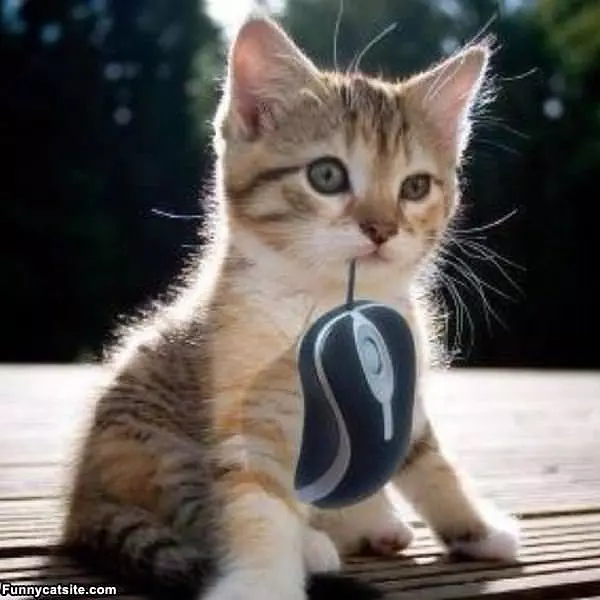 Kitten And Mouse