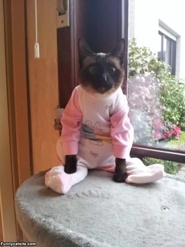 Cat In Pajamas