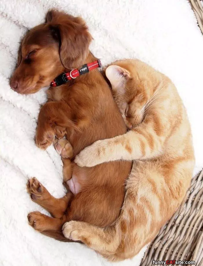 Cuddling Up So Warm