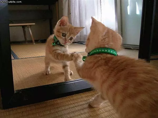 Reflection Cat
