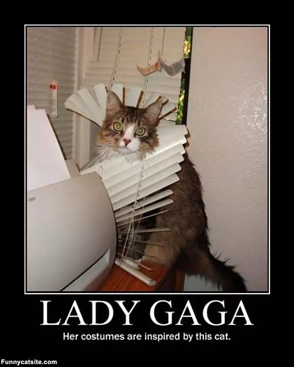 Lady Gaga Cat