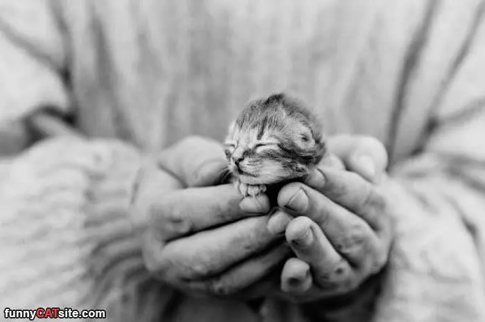 Holding A Little Kitten
