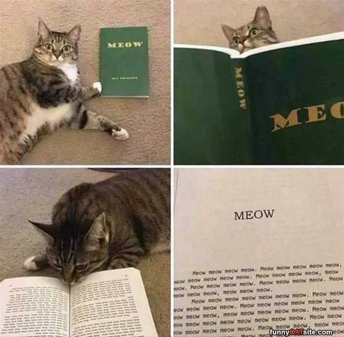 The Meow Book
