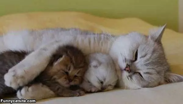 Cat Family Hugging
