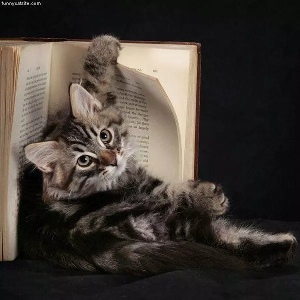 Just Reading