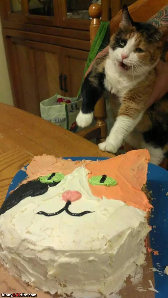 A Cat Cake