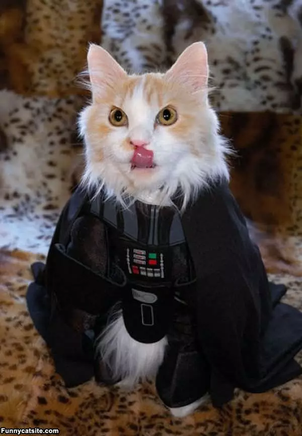 The Vader Cat
