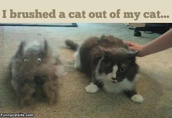 Brushed A Cat