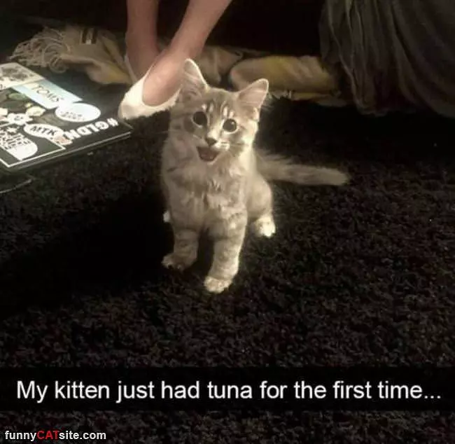 Just Had Some Tuna