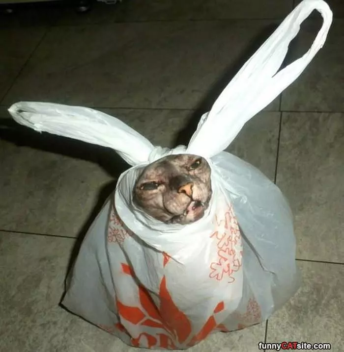 A Bag Of Cat
