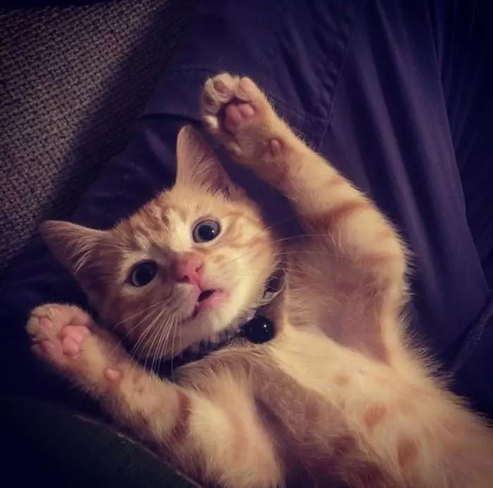 Hands Up Meow