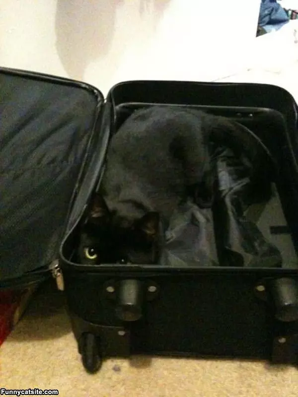 Hiding In The Suitcase Cat