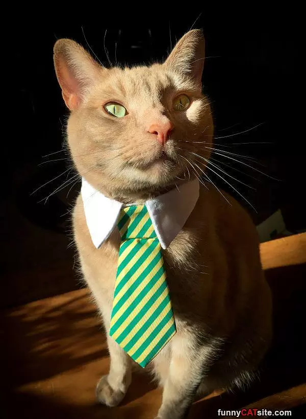 Nice Tie