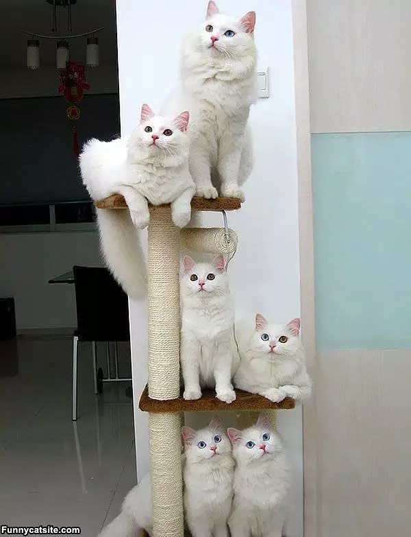 The Tower Of Cats