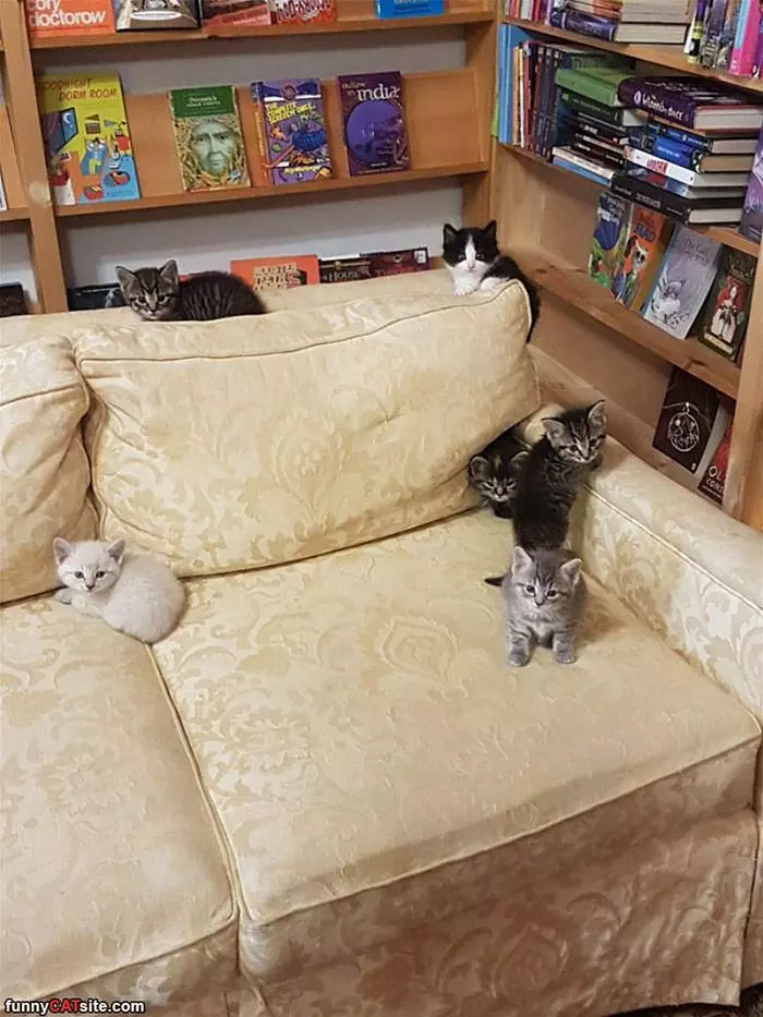 The Kitties On The Couch