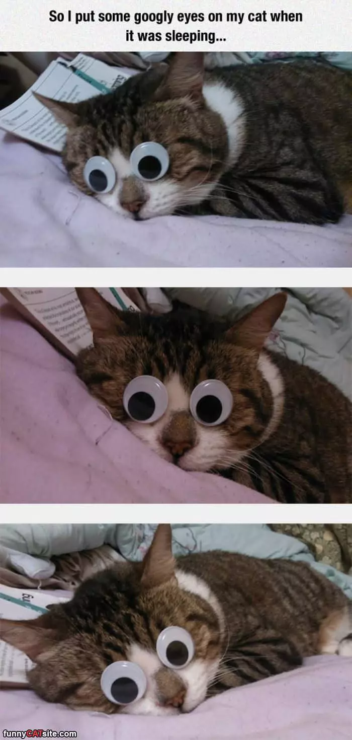 Cool Cat Googly Eyes Sleeping