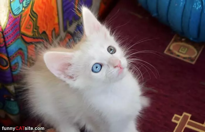 Those Cute Eyes