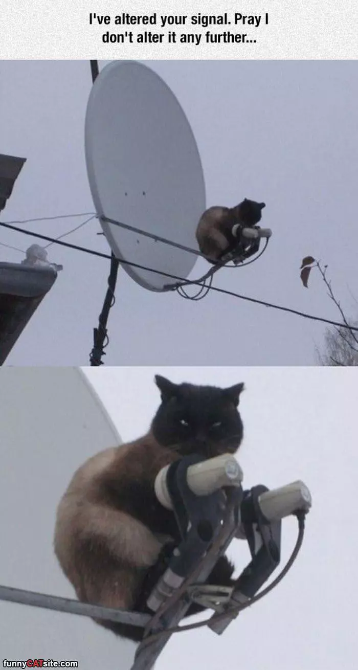 I Have Altered Your Signal