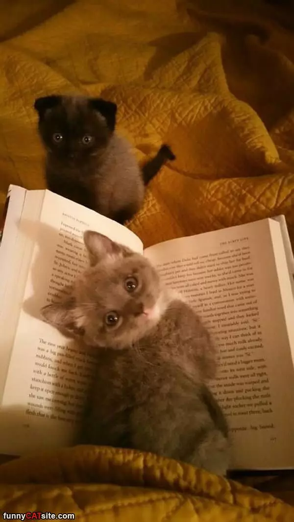 Just Reading A Book