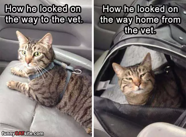 On The Way To The Vet