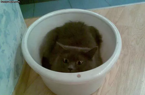1 Bowl Of Cat