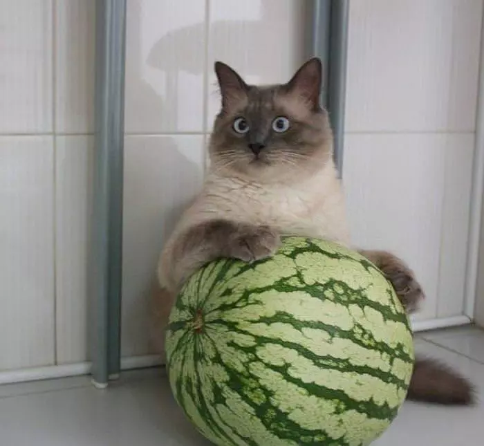 My Melon