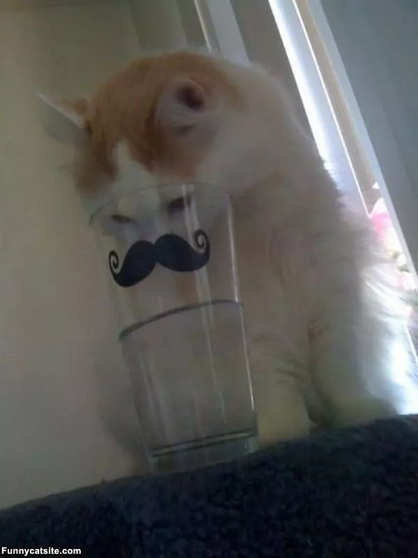 Cats Mustache Cup