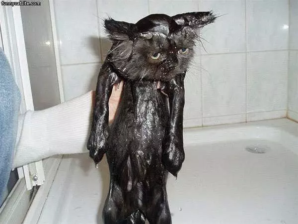 Wet Cat Is Wet